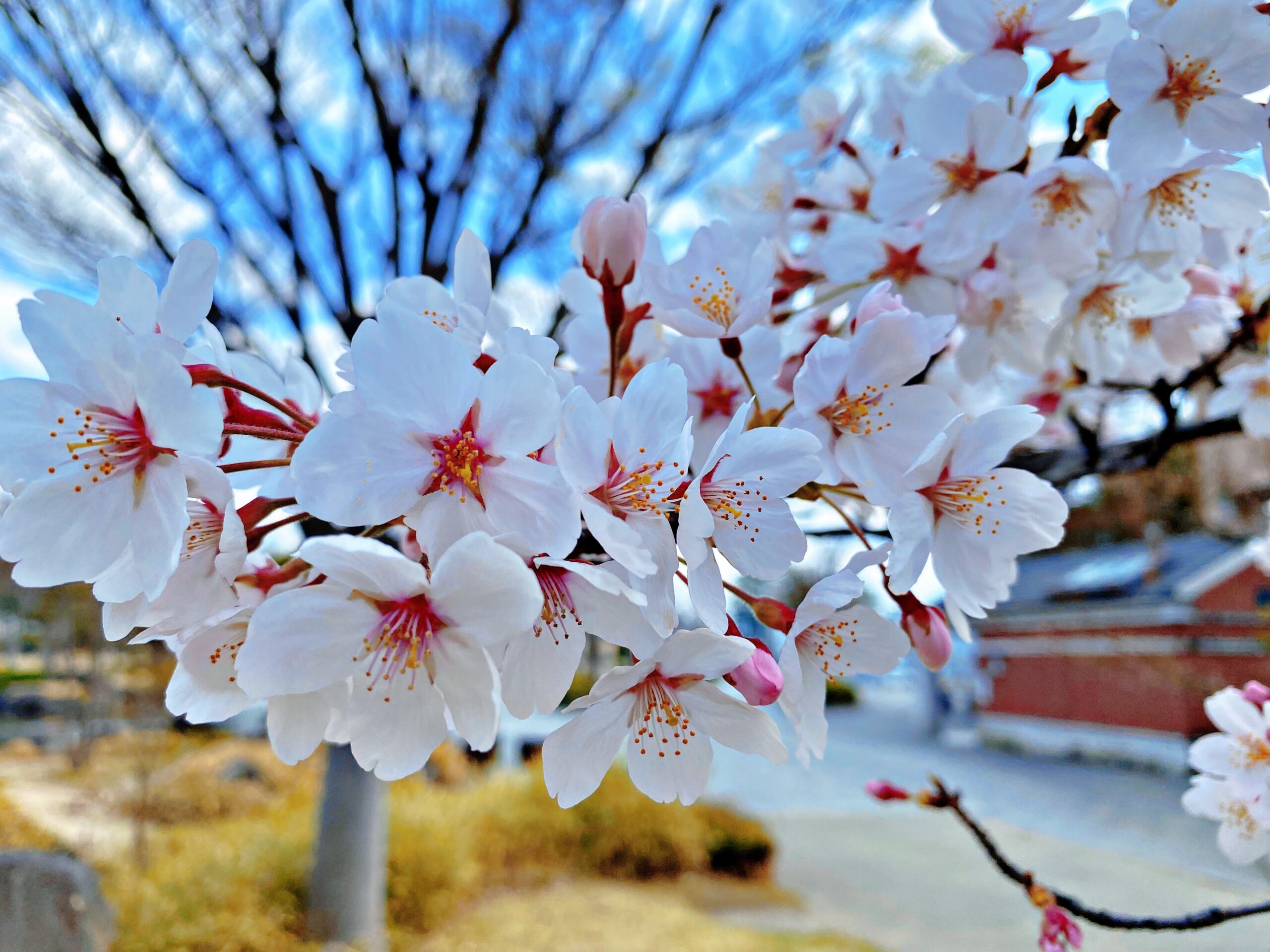 郡山の桜