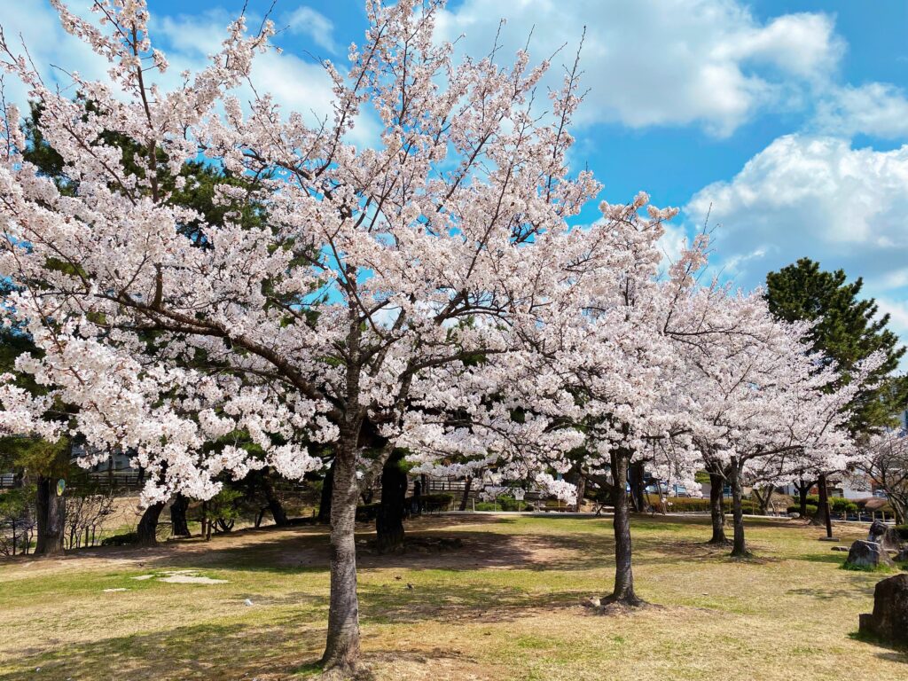 21世紀記念公園 麓山の杜の桜