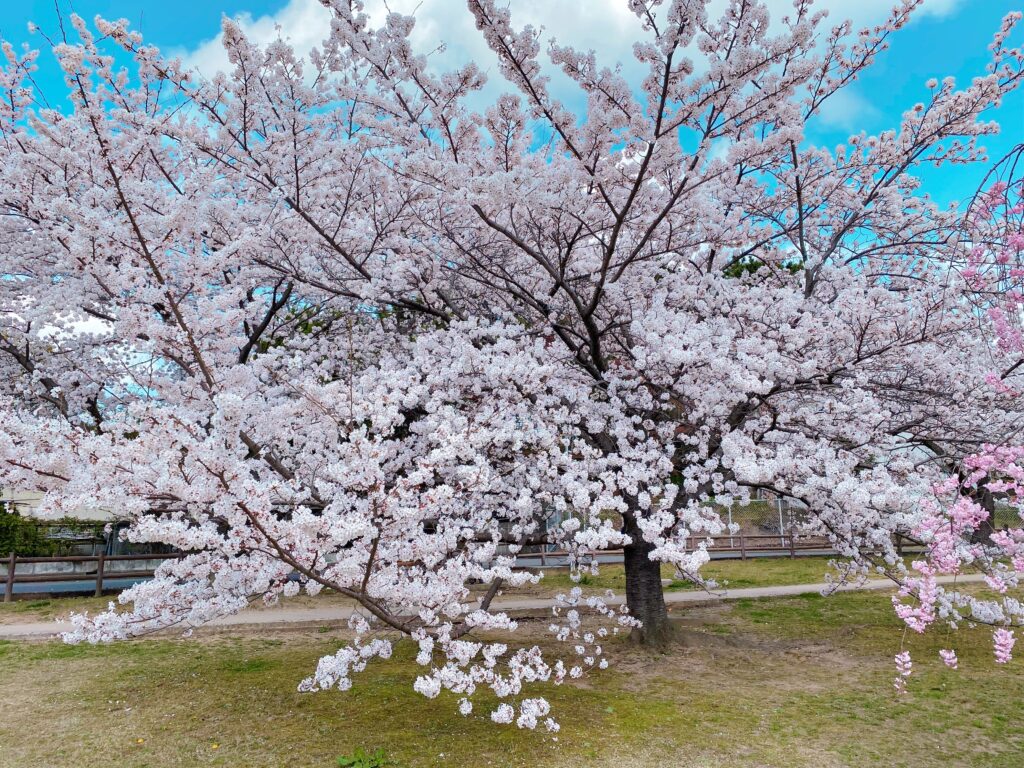 荒池西公園の桜