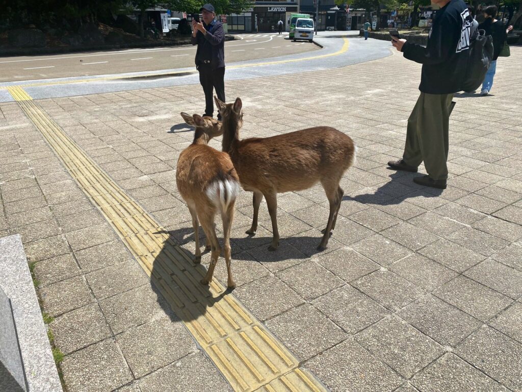 宮島駅の鹿