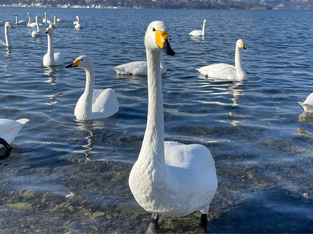 砂湯の白鳥アップ