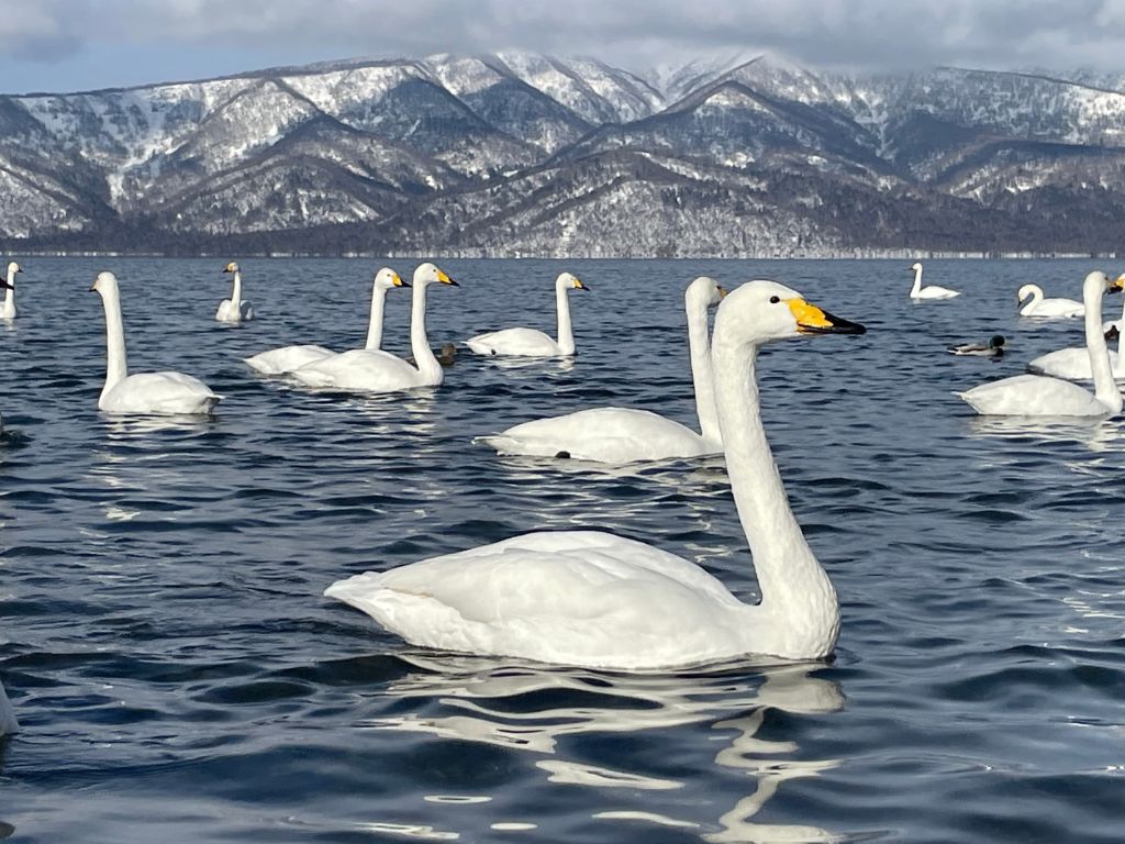 砂湯の白鳥