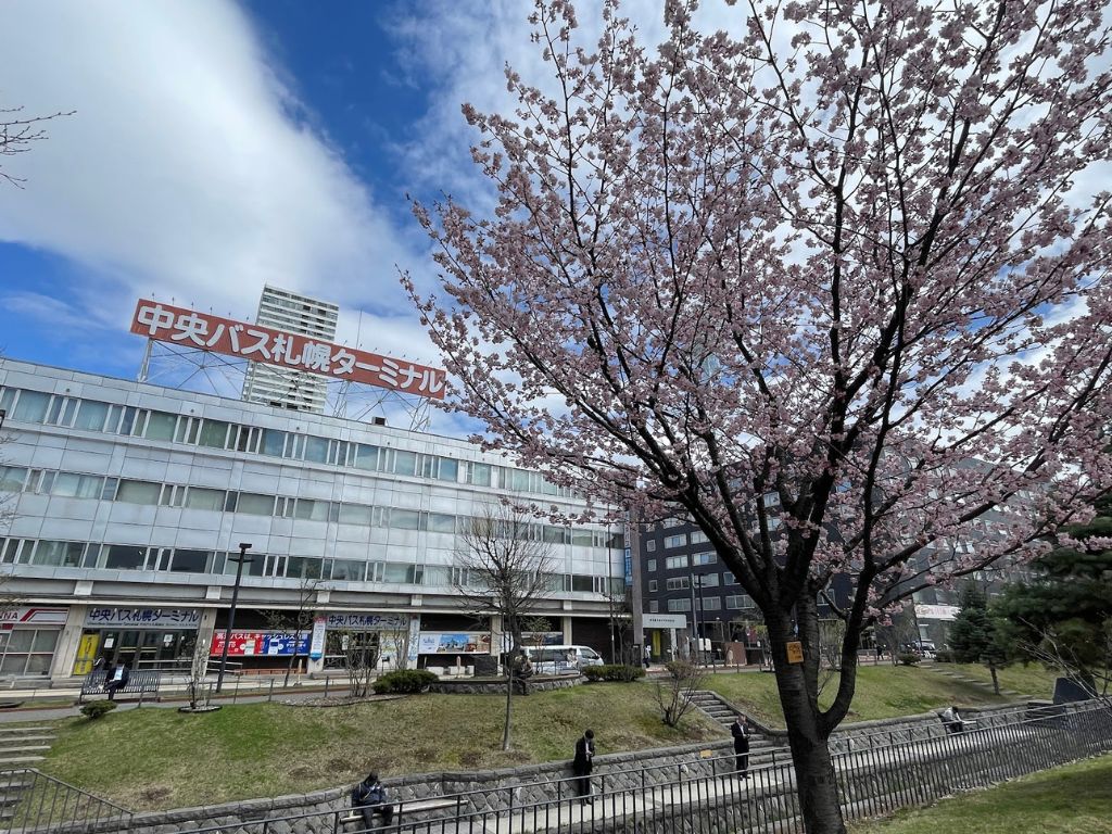 網走バス　中央バスと桜