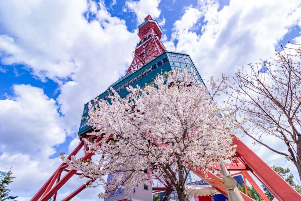 桜のテレビ塔（札幌市写真素材から）