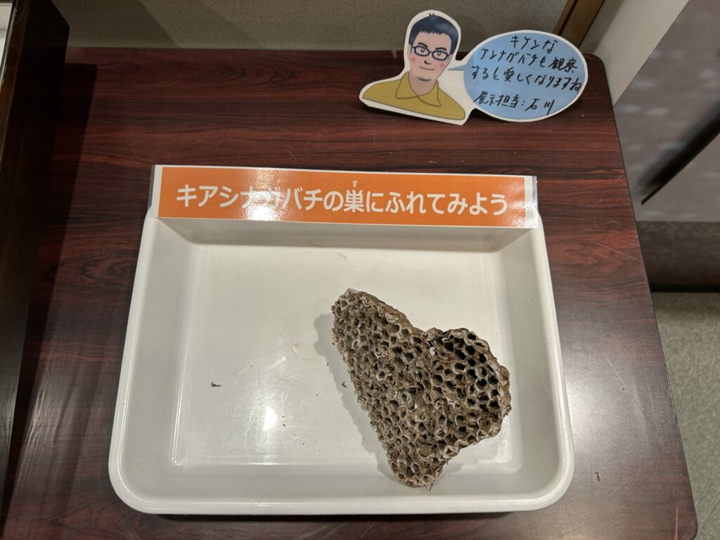 蜂の巣