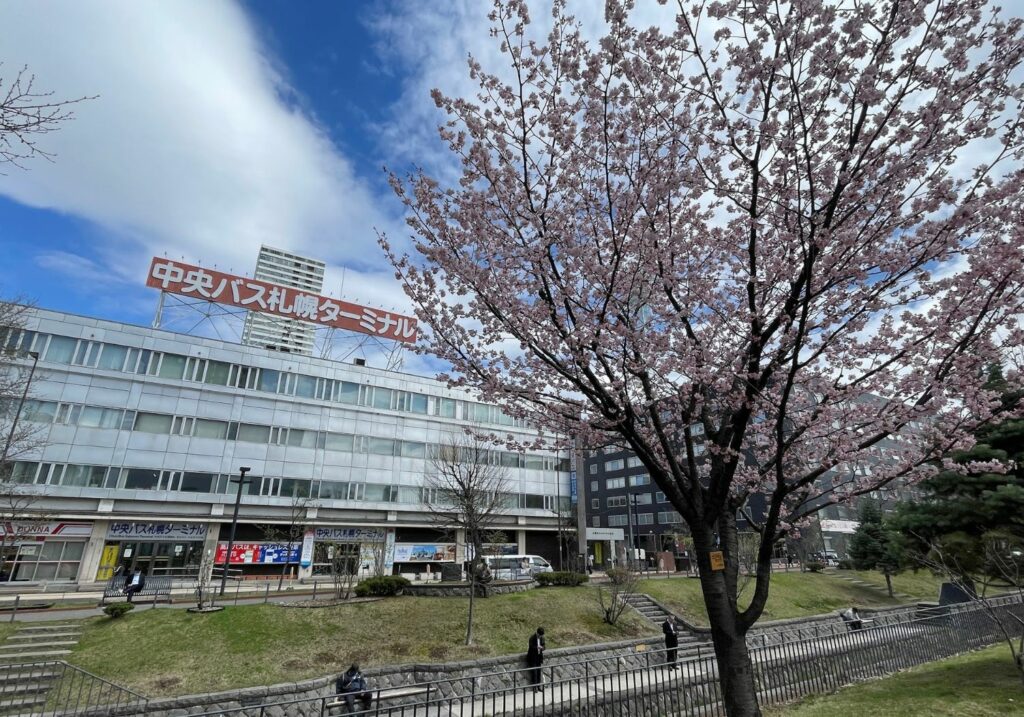 中央バスターミナルと桜