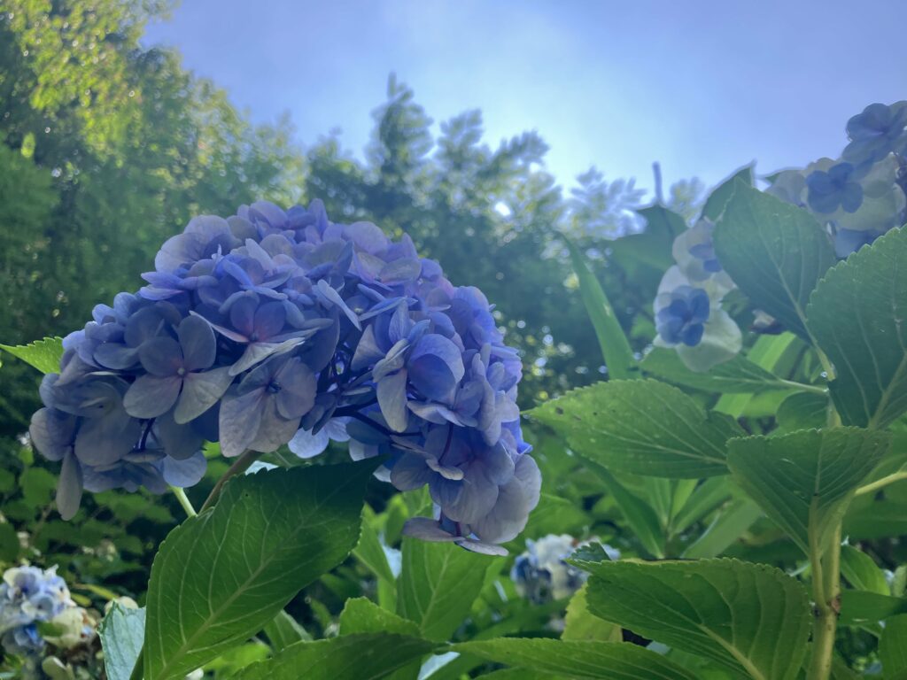 紫陽花