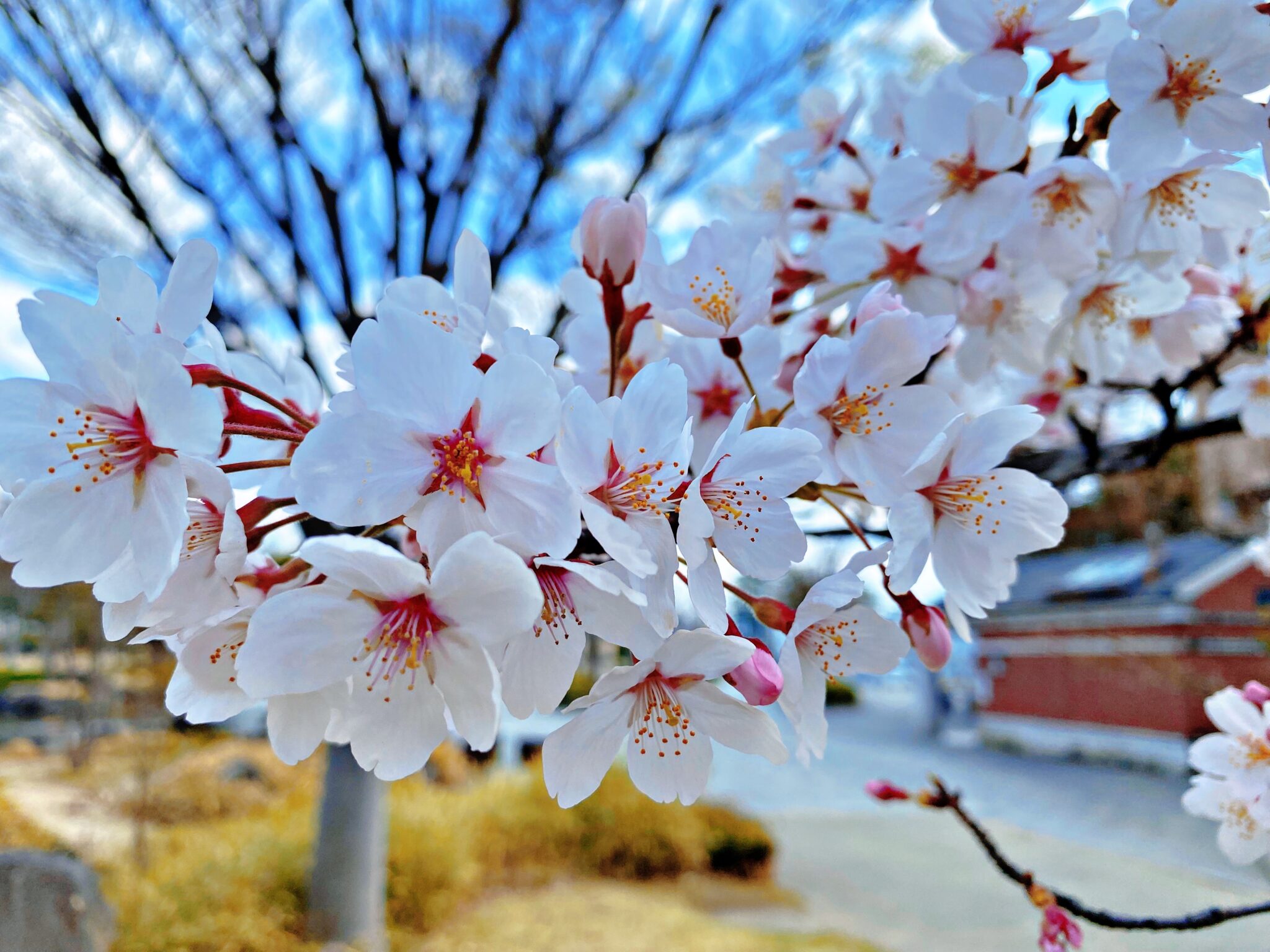 桜