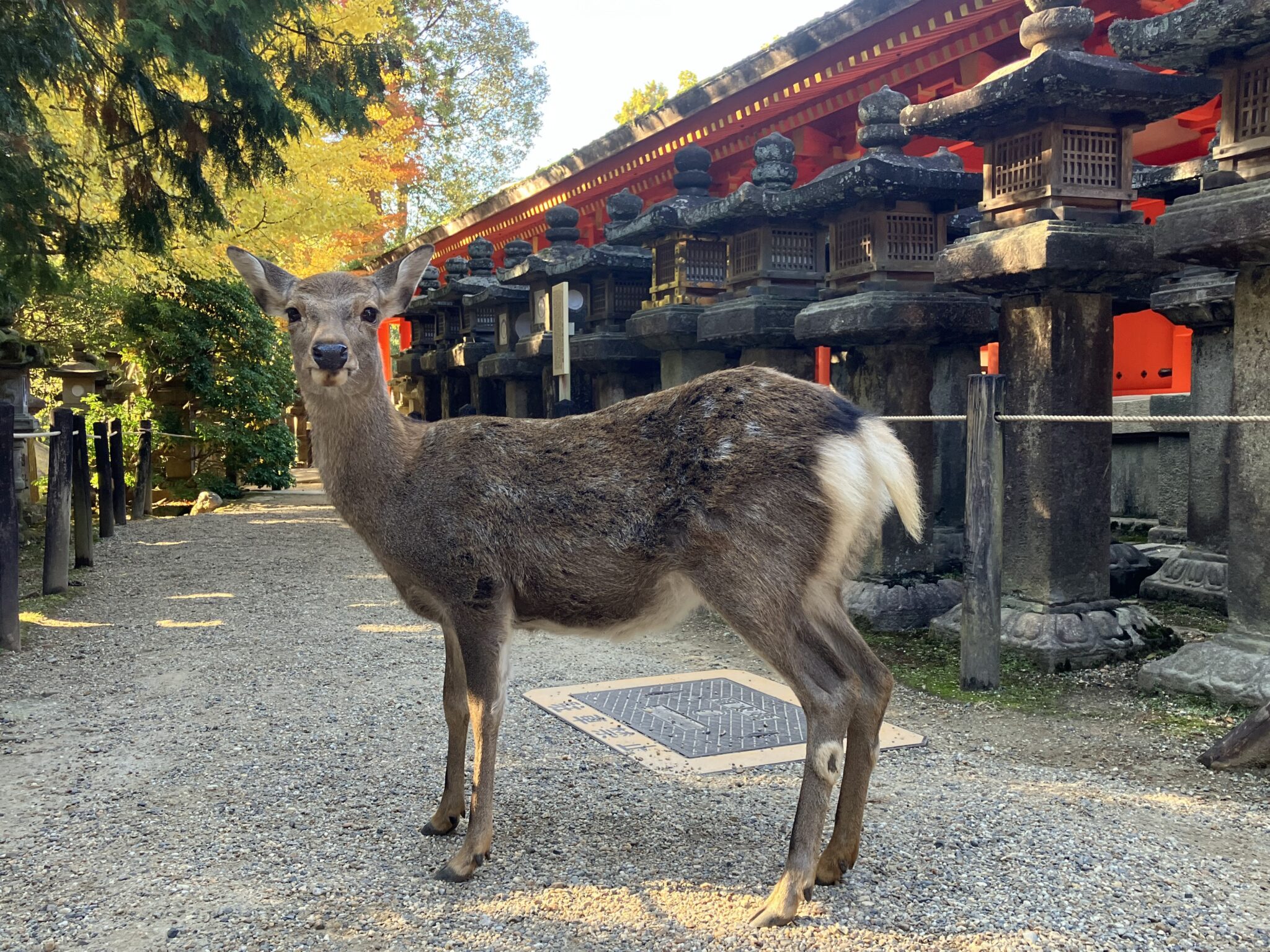 奈良