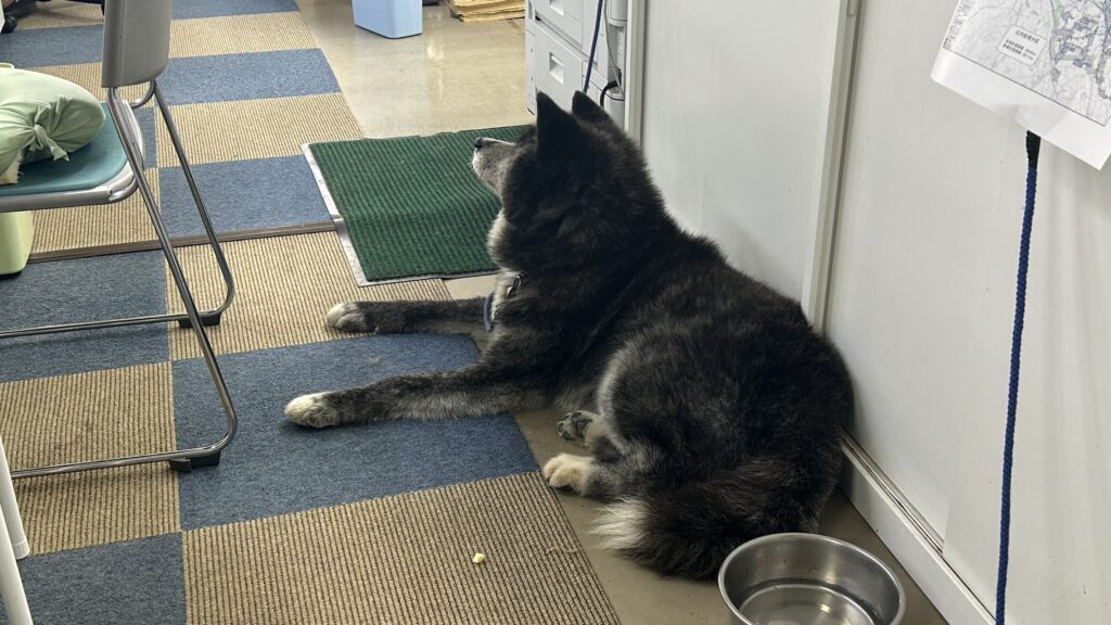 秋田犬会館