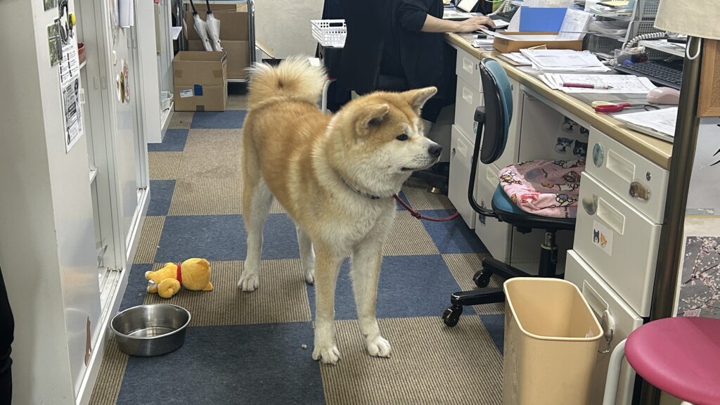 秋田犬会館
