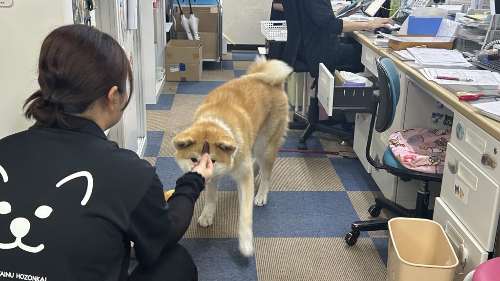 秋田犬会館