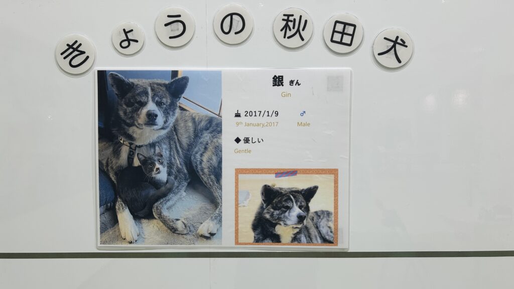 秋田犬の里