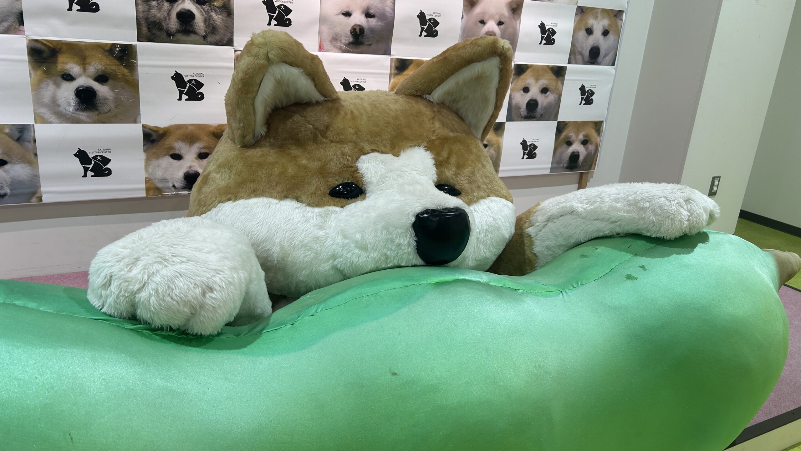 秋田犬