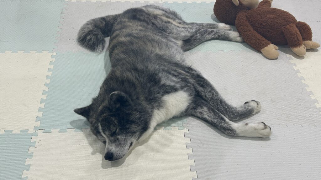 秋田犬