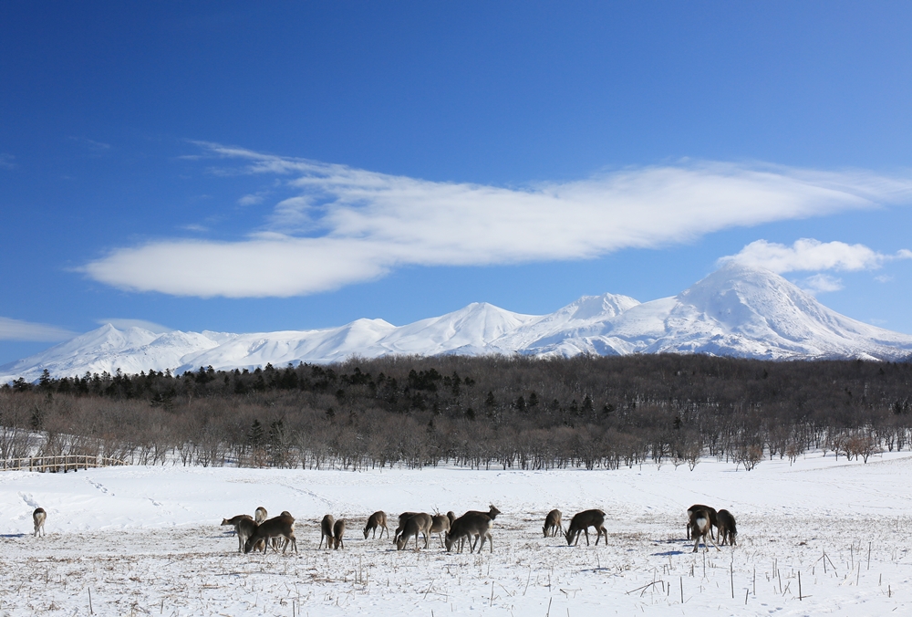 冬の知床連山　フレペから　佐藤さん提供