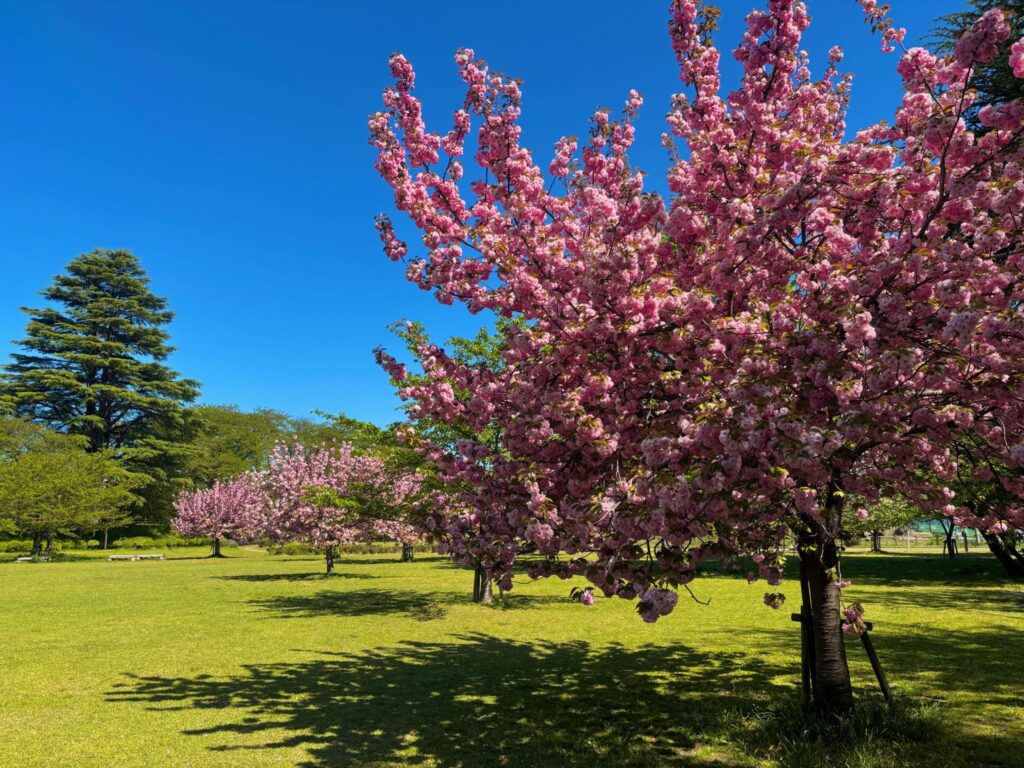 鮮やかな色の桜と緑が広がる広場