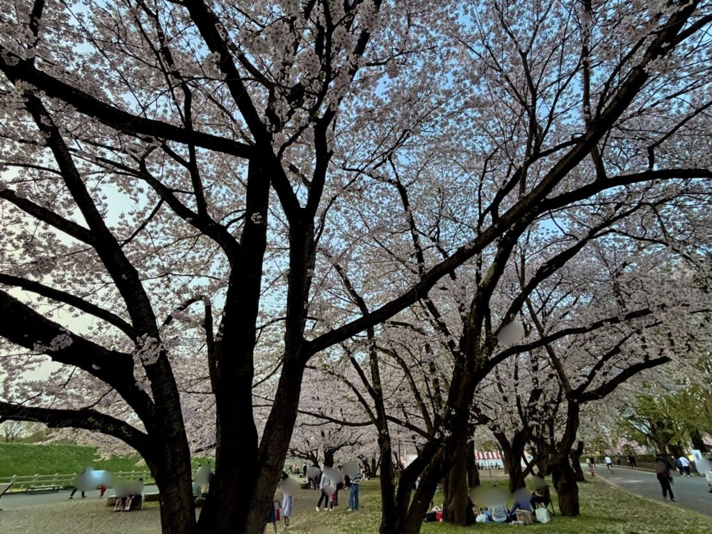花見ピークの時期の様子