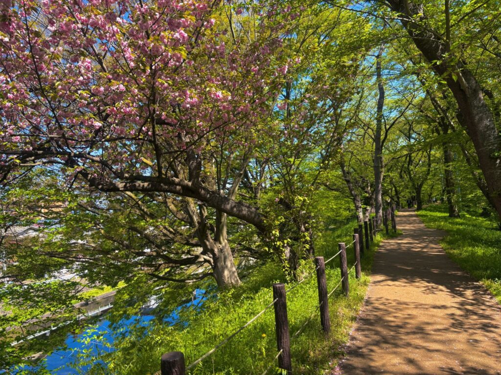 土手をウォーキング中に見れる桜と池