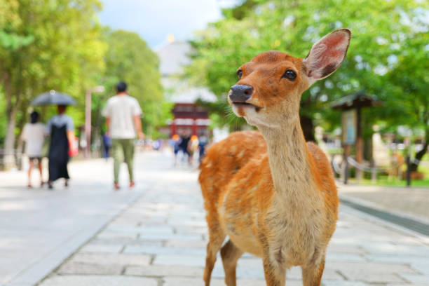 東大寺と奈良公園